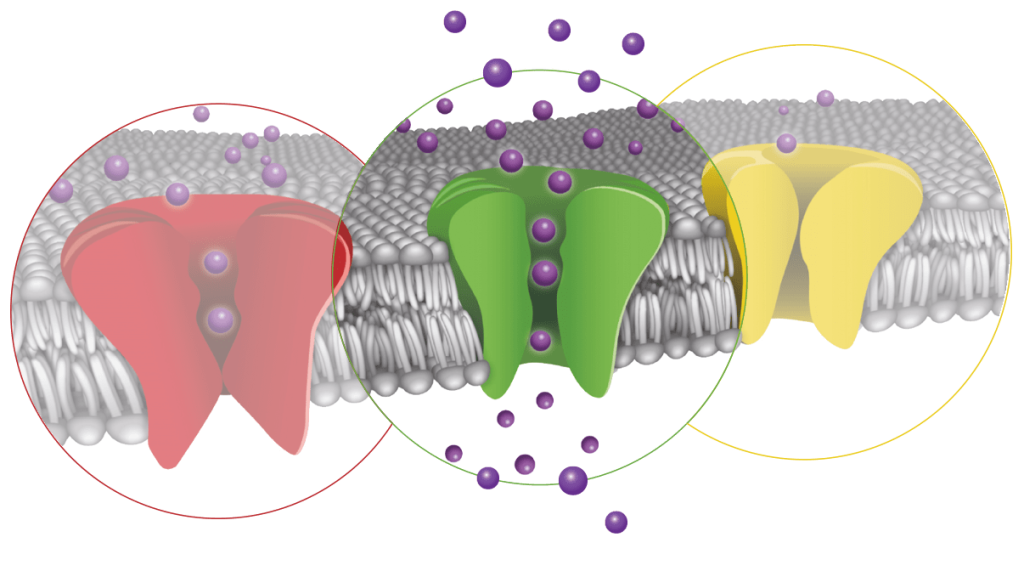 Ion Channel Screening traffic light screening