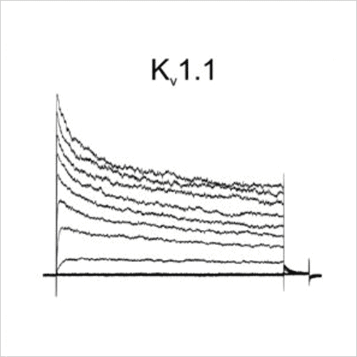 Ion Channel Screening 5 Kv1.1 traces