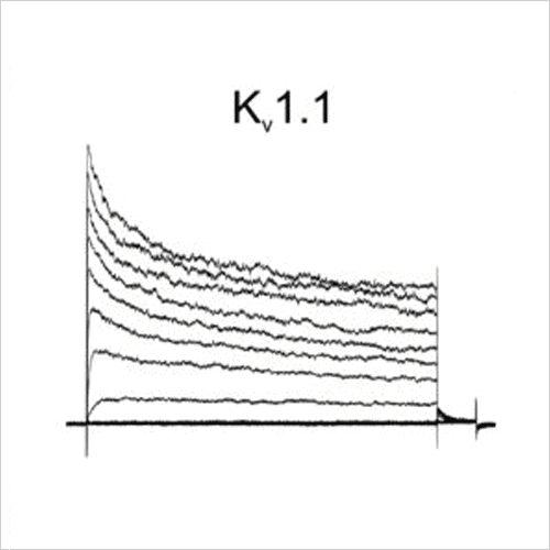 Kv1.1 traces