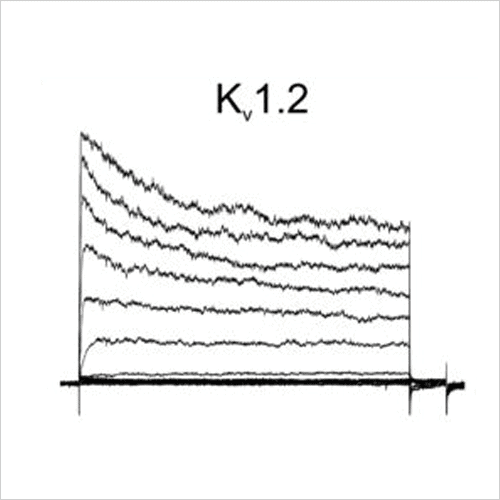 Ion Channel Screening 6 Kv1.2 traces