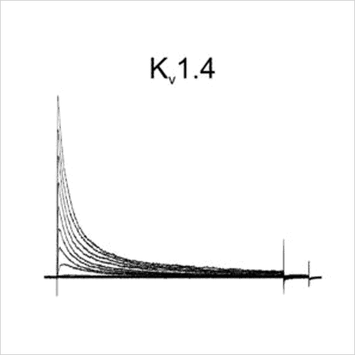 Ion Channel Screening 8 Kv1.4 traces