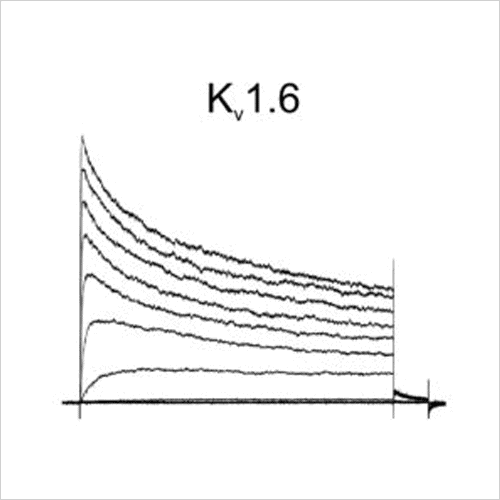 Ion Channel Screening 10 Kv1.6 traces
