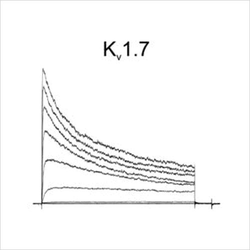 Ion Channel Screening 11 Kv1.7 traces