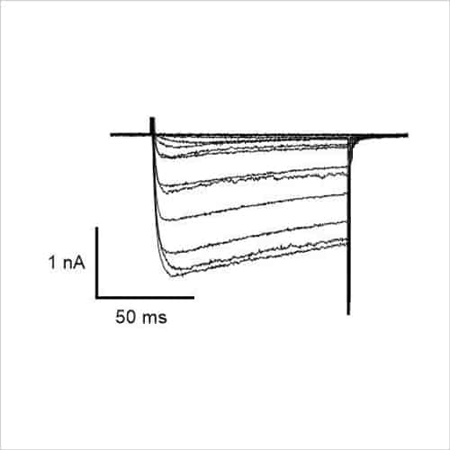 Native Neuronal Ion Channels 4 CaCh01 SQ