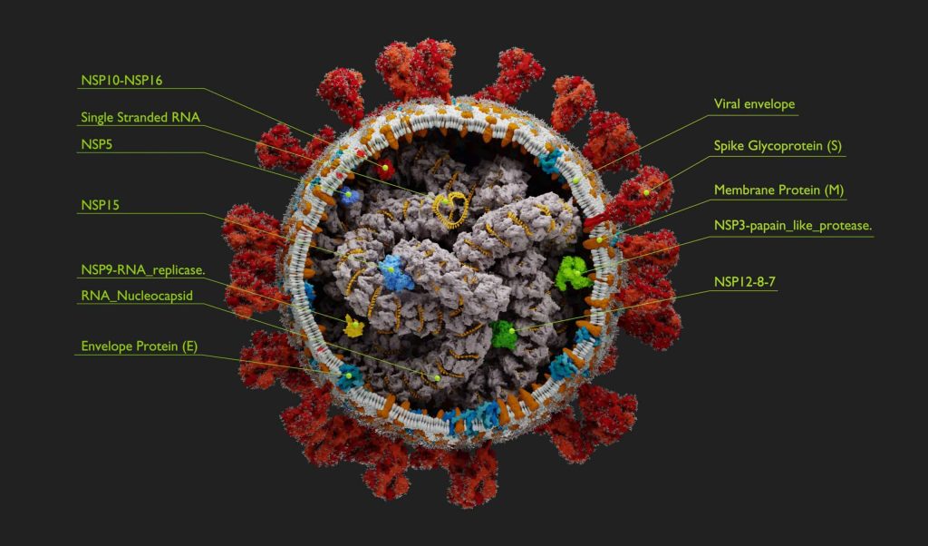 SARS-CoV-2 Drug Discovery: Targeting Viral Ion Channels 1 Covid 19 for blog scaled 1