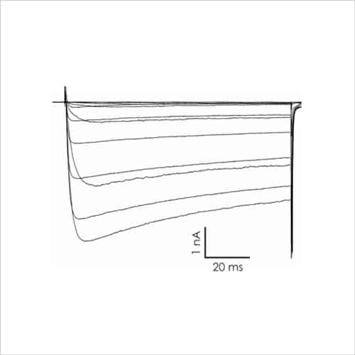 Neuroscience 7 Fig2b DRG sensory neuron ion channel assays