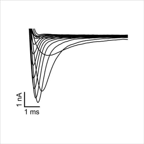 Cardiac Translational Manual Patch Assays 11 Figure 6. INav