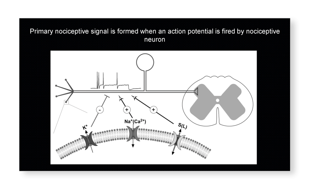 M-type K+ channels in nociceptive pathways 3 M type K channels in nociceptive pathways Slide 4 copy