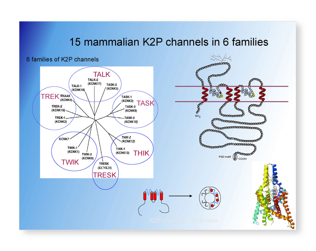 Therapeutic Potential of Activators of Two-Pore Domain Ion Channels 2 Therapeutic Potential of Activators Slide 3