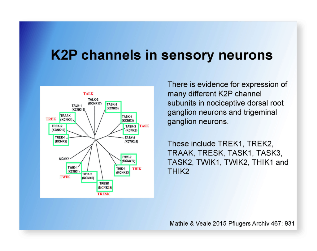 Therapeutic Potential of Activators Slide 30