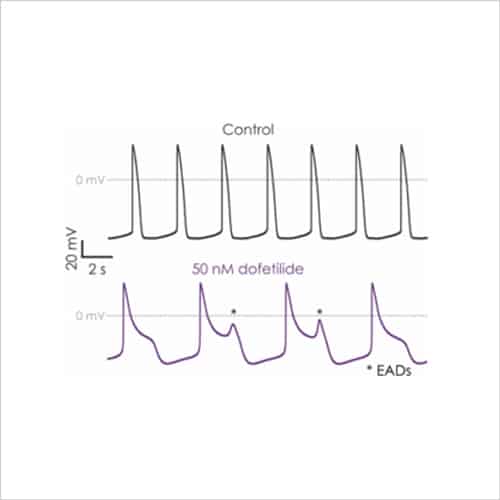 Cardiac Safety Screening 15 iPSC derived cardiomyocyte screening 1a