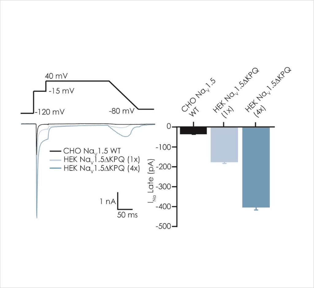 Figure 2 Comparison of peak left and late right Na v 1 5 current components in