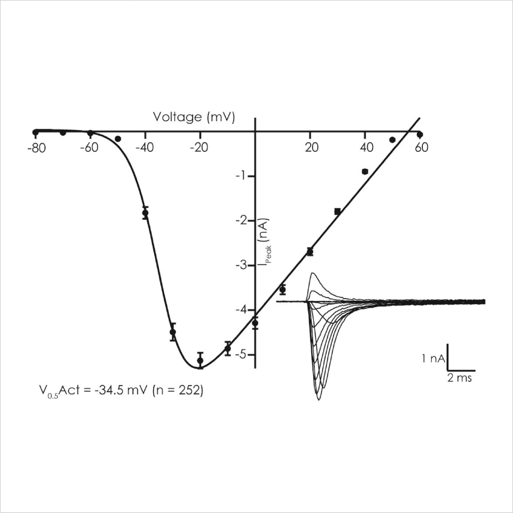 Figure 3 Voltage dependent biophysical properties of D KPQ peak Na v 1 5 currents1