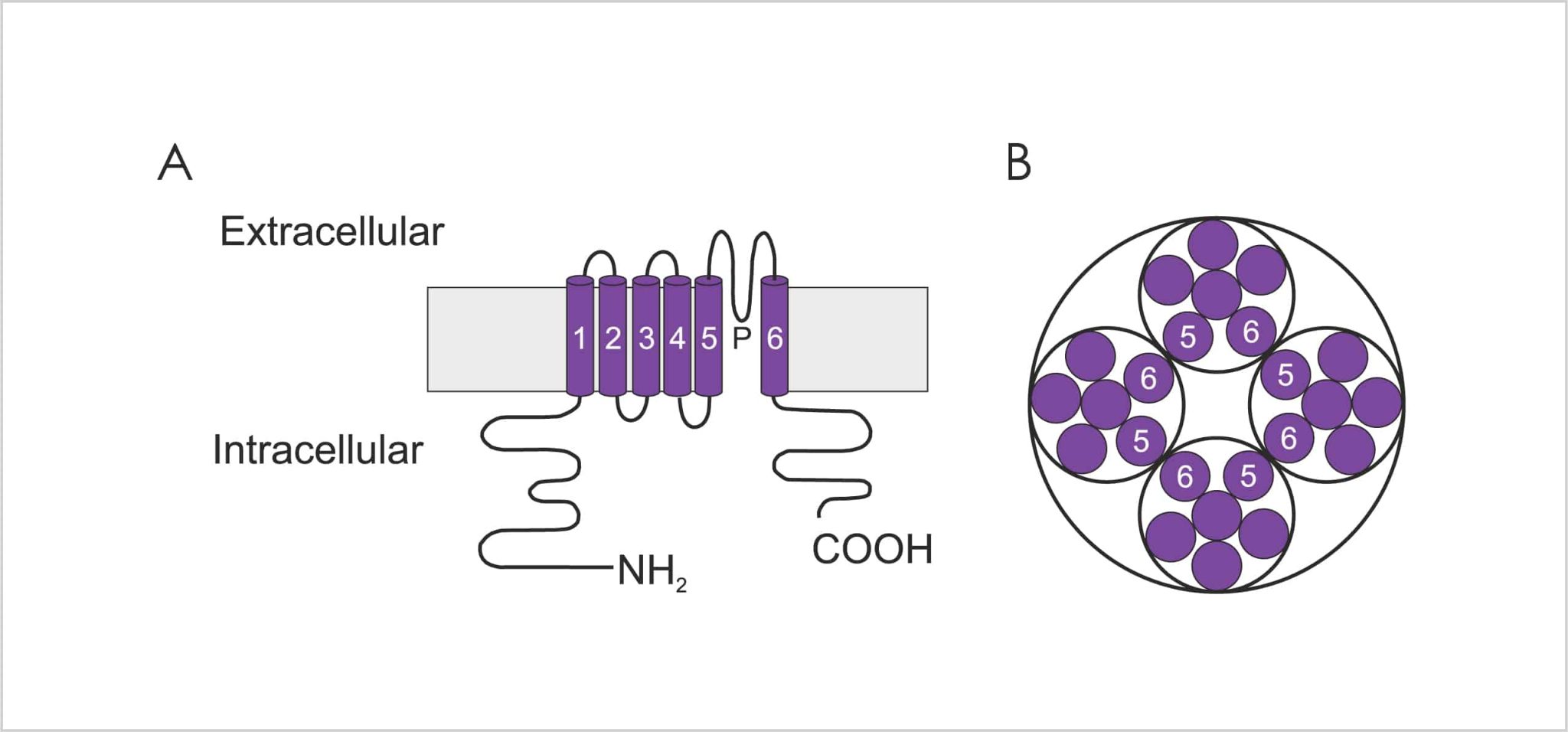 The Voltagegated Potassium Channel Gene Family • Metrion Biosciences