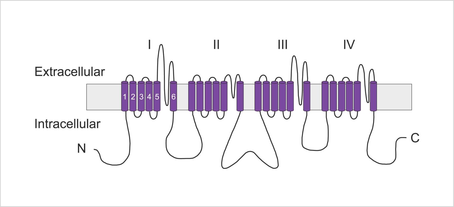 The Voltagegated Sodium Channel Gene Family • Metrion Biosciences