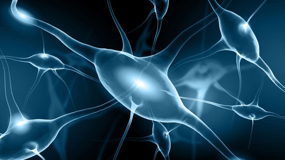 Neuroscience 1 Metrion Biosciences Neuroscience Services 1024x717 1