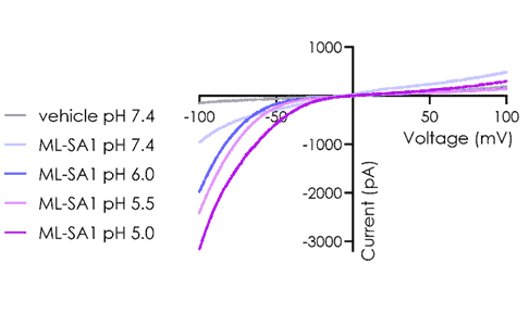 Endo-lysosomal patch clamp assay 3 image 5
