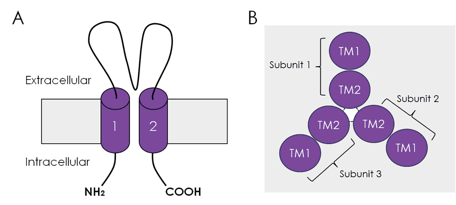 ASIC Ion Channels: Key Regulators of Cellular Signaling 2 image 6