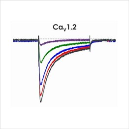 CiPA ion channel panel – CaV1.2