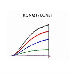 CiPA ion channel panel – KCNQ1 KCNE1