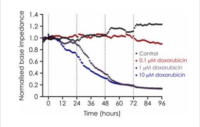 Effects of Doxorubicin on iPSC impedance